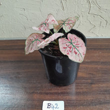 Load image into Gallery viewer, #B42 Caladium Strawberry Star