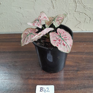 #B42 Caladium Strawberry Star
