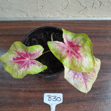 Load image into Gallery viewer, #B30 Caladium Lemon Blush