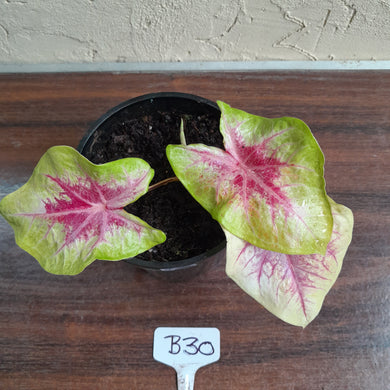 #B30 Caladium Lemon Blush