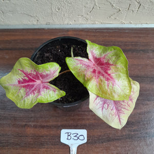 #B30 Caladium Lemon Blush