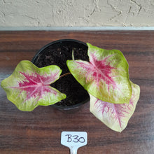 Load image into Gallery viewer, #B30 Caladium Lemon Blush