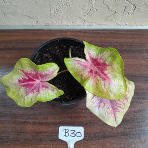 #B30 Caladium Lemon Blush