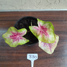 Load image into Gallery viewer, #B30 Caladium Lemon Blush