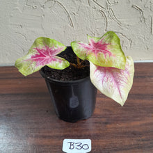 Load image into Gallery viewer, #B30 Caladium Lemon Blush