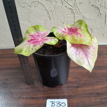 Load image into Gallery viewer, #B30 Caladium Lemon Blush