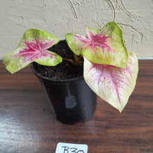 Load image into Gallery viewer, #B30 Caladium Lemon Blush