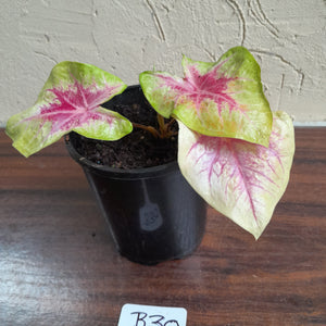 #B30 Caladium Lemon Blush