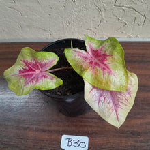 Load image into Gallery viewer, #B30 Caladium Lemon Blush