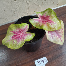 Load image into Gallery viewer, #B30 Caladium Lemon Blush