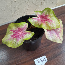 Load image into Gallery viewer, #B30 Caladium Lemon Blush