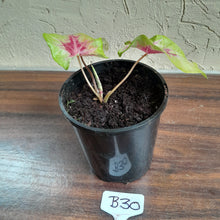 Load image into Gallery viewer, #B30 Caladium Lemon Blush