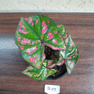 #B117 Caladium Purple Light