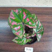 Load image into Gallery viewer, #B117 Caladium Purple Light