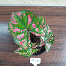 Load image into Gallery viewer, #B117 Caladium Purple Light