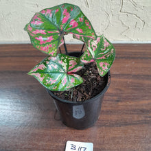 Load image into Gallery viewer, #B117 Caladium Purple Light