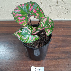 #B117 Caladium Purple Light