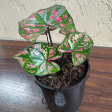 Load image into Gallery viewer, #B117 Caladium Purple Light