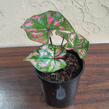Load image into Gallery viewer, #B117 Caladium Purple Light
