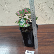Load image into Gallery viewer, #B117 Caladium Purple Light
