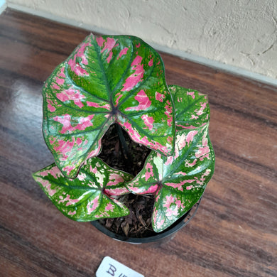 #B117 Caladium Purple Light