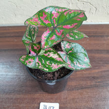 Load image into Gallery viewer, #B117 Caladium Purple Light
