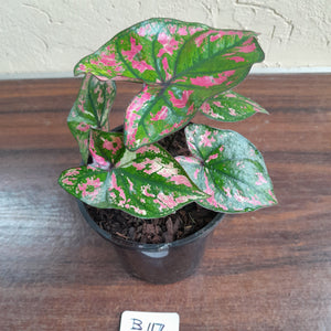 #B117 Caladium Purple Light