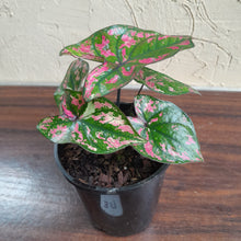 Load image into Gallery viewer, #B117 Caladium Purple Light