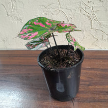 Load image into Gallery viewer, #B117 Caladium Purple Light