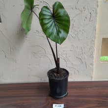 Load image into Gallery viewer, #B106 Large Colocasia Pharoahs Mask