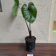 Load image into Gallery viewer, #B106 Large Colocasia Pharoahs Mask