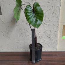 Load image into Gallery viewer, #B106 Large Colocasia Pharoahs Mask