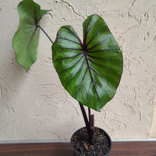 Load image into Gallery viewer, #B106 Large Colocasia Pharoahs Mask