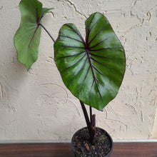 Load image into Gallery viewer, #B106 Large Colocasia Pharoahs Mask