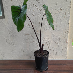 #B106 Large Colocasia Pharoahs Mask