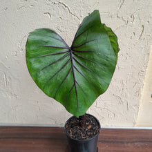 Load image into Gallery viewer, #B106 Large Colocasia Pharoahs Mask