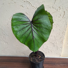 Load image into Gallery viewer, #B106 Large Colocasia Pharoahs Mask