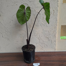 Load image into Gallery viewer, #B106 Large Colocasia Pharoahs Mask