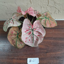 Load image into Gallery viewer, #B61 Caladium Strawberry Star