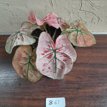 Load image into Gallery viewer, #B61 Caladium Strawberry Star