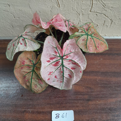 #B61 Caladium Strawberry Star