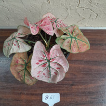 Load image into Gallery viewer, #B61 Caladium Strawberry Star