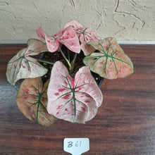 Load image into Gallery viewer, #B61 Caladium Strawberry Star