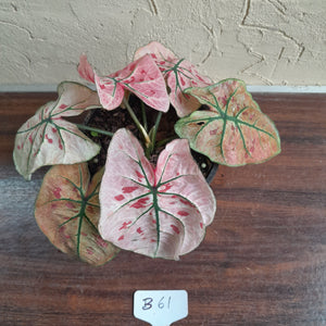 #B61 Caladium Strawberry Star