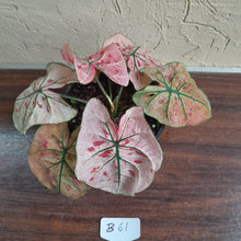 Load image into Gallery viewer, #B61 Caladium Strawberry Star