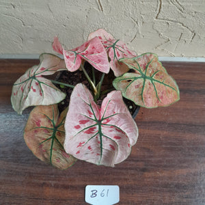 #B61 Caladium Strawberry Star