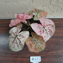 Load image into Gallery viewer, #B61 Caladium Strawberry Star