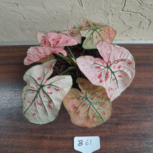 Load image into Gallery viewer, #B61 Caladium Strawberry Star