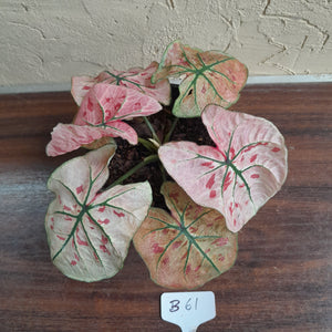 #B61 Caladium Strawberry Star