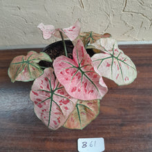 Load image into Gallery viewer, #B61 Caladium Strawberry Star